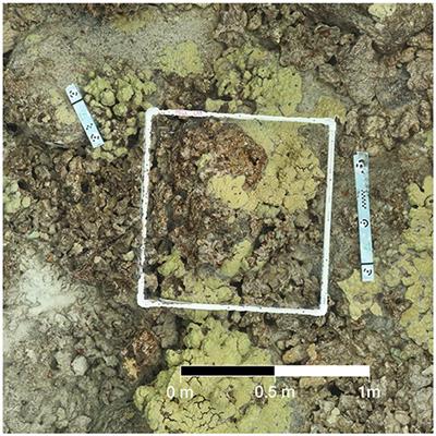 A Comparison of the Diagnostic Accuracy of in-situ and Digital Image-Based Assessments of Coral Health and Disease